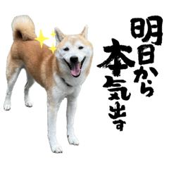 [LINEスタンプ] 柴犬は最高その2