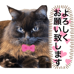 [LINEスタンプ] 黒猫 ルナ院長126にゃんめ