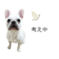 [LINEスタンプ] 毎日フレンチブルドッグ