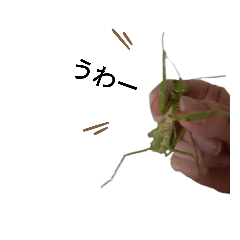 [LINEスタンプ] 大阪出身のハラビロカマキリ