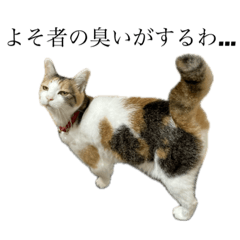 [LINEスタンプ] 毛玉ハウスへようこそ5の画像（メイン）