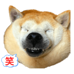 [LINEスタンプ] 柴犬の日常で使えるスタンプ！by azu