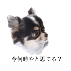 [LINEスタンプ] ギャルチワワ