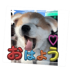 [LINEスタンプ] 秋田犬りん♡