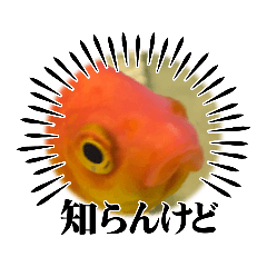 [LINEスタンプ] 面白金魚スタンプ