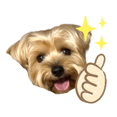 [LINEスタンプ] れお（7㌔ヨーキー）