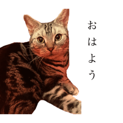 [LINEスタンプ] mokanokirokubo