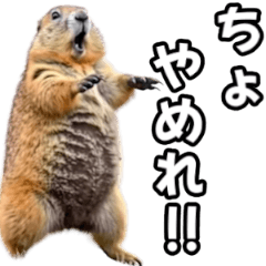 [LINEスタンプ] ⚫ボバクマーモット2⭐32匹セット