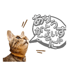 [LINEスタンプ] キジトラの麦ちゃん