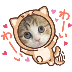 [LINEスタンプ] かわいいネコ ニャン❤️
