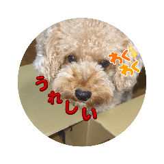 [LINEスタンプ] 我が家の犬 ワンワンワン