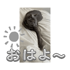 [LINEスタンプ] russianblue❤グリの部屋へようこそ