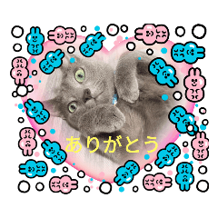 [LINEスタンプ] russianblue❤グリの部屋にようこそ