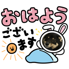 [LINEスタンプ] 黒柴犬のゆきちゃんとにゃおじいの仲間たち