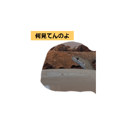 [LINEスタンプ] 家のペットたち1の画像（メイン）