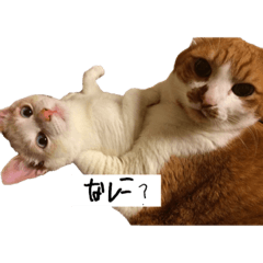 [LINEスタンプ] おこみこさっちゃんの画像（メイン）