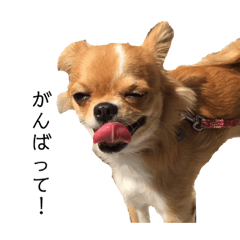 [LINEスタンプ] ラララあにょはん