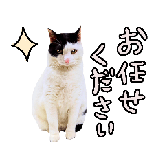 [LINEスタンプ] 【日本ネコスク】応援してる！