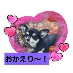 [LINEスタンプ] #チワワ#ここちゃんの挨拶