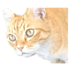 [LINEスタンプ] ねこたち！！（謎の実写入り）