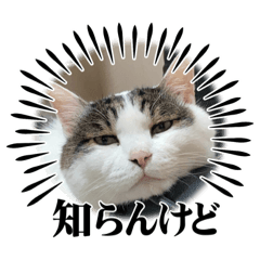 [LINEスタンプ] すごいよ！虎徹くんスタンプ