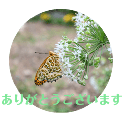 [LINEスタンプ] nanda 虫さん