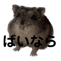 [LINEスタンプ] ギャグで和ませてくれるミッシェル 