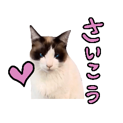 [LINEスタンプ] 【日本ネコスク】LOVEなんです