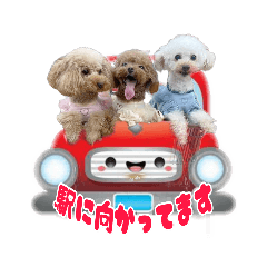 [LINEスタンプ] トイプー仲良し兄妹の日常スタンプ