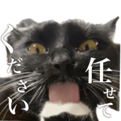 [LINEスタンプ] 黒猫ととちゃんのスタンプ