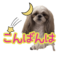 [LINEスタンプ] シーズーのアコちゃんの画像（メイン）