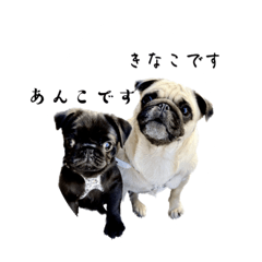 [LINEスタンプ] パグ犬きなこ＆あんこ1