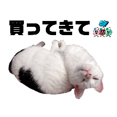 [LINEスタンプ] 白黒ねこのふくちゃんと仲間たち