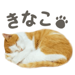 [LINEスタンプ] きなこ_TOMSIGNWORKS