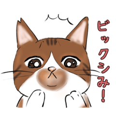 [LINEスタンプ] シミ付き（茶トラ白）ねこ