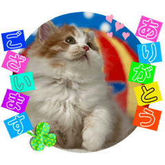 [LINEスタンプ] ねこまーち LOVEプリンセス