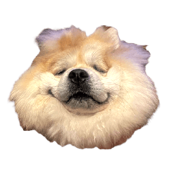 [LINEスタンプ] ライオンみたいな狐みたいな狸みたいな犬の画像（メイン）