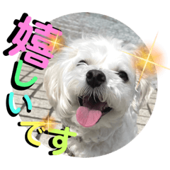 [LINEスタンプ] 敬語版 こたろう