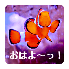 [LINEスタンプ] つぶやく海水魚かわいいカクレクマノミたち