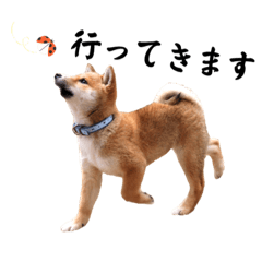 [LINEスタンプ] デイリー柴犬