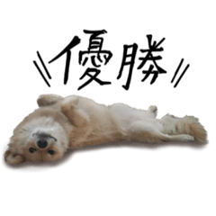 [LINEスタンプ] 雑種犬 毛毛ちゃん2