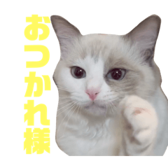 [LINEスタンプ] そらんぷ〜はたらく白猫ver〜