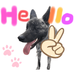 [LINEスタンプ] ハク シェプスキー✖️秋田犬 Part2