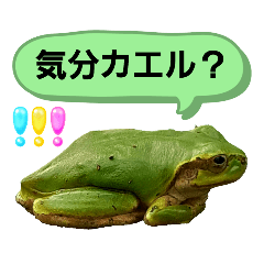 [LINEスタンプ] 野生のカエル19(魅惑のカエル語録！？)