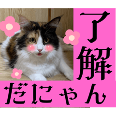 [LINEスタンプ] もふねこタイム2