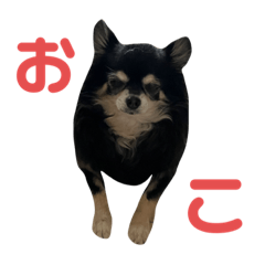 [LINEスタンプ] 愛犬ちょこのほんわかスタンプ2