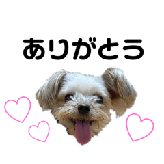[LINEスタンプ] うちのサラダ5