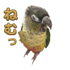 [LINEスタンプ] ウロコインコうり＆えるII