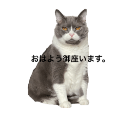 [LINEスタンプ] ブリティッシュショートヘアはちの日常③